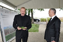 Prezident Xocalının Daşbulaq kəndində tut bağında görülmüş işlərlə tanış olub